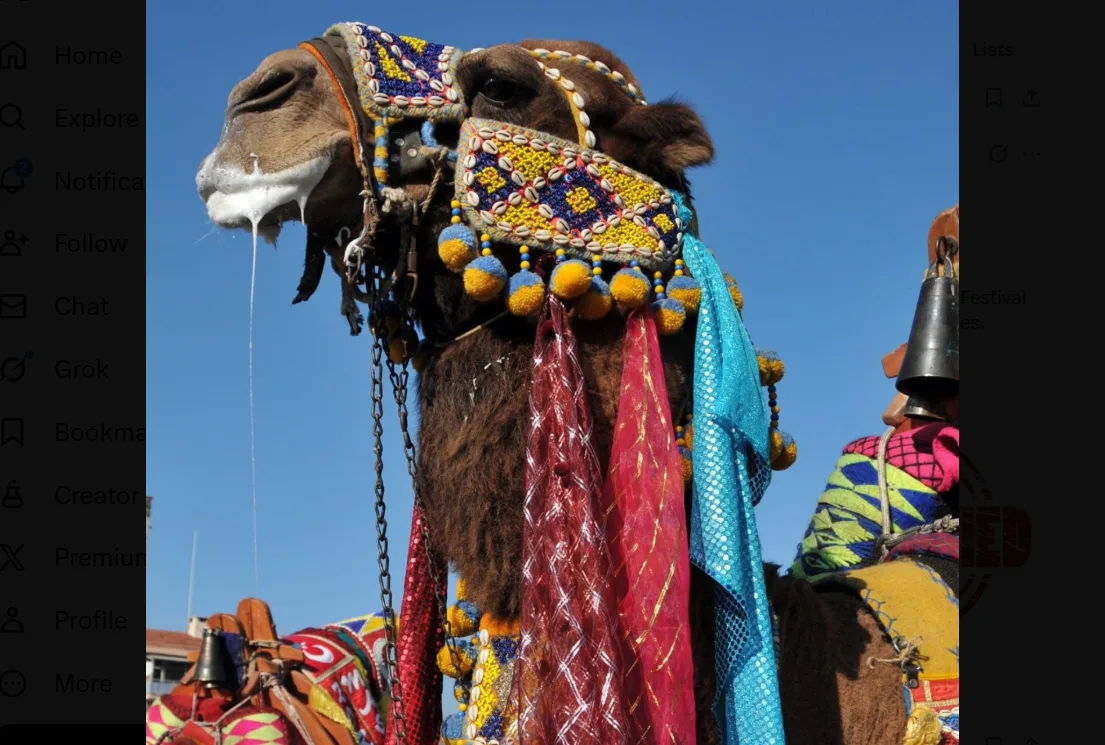 Cămile la concurs de frumusețe, evaluate după reguli stricte oficiale