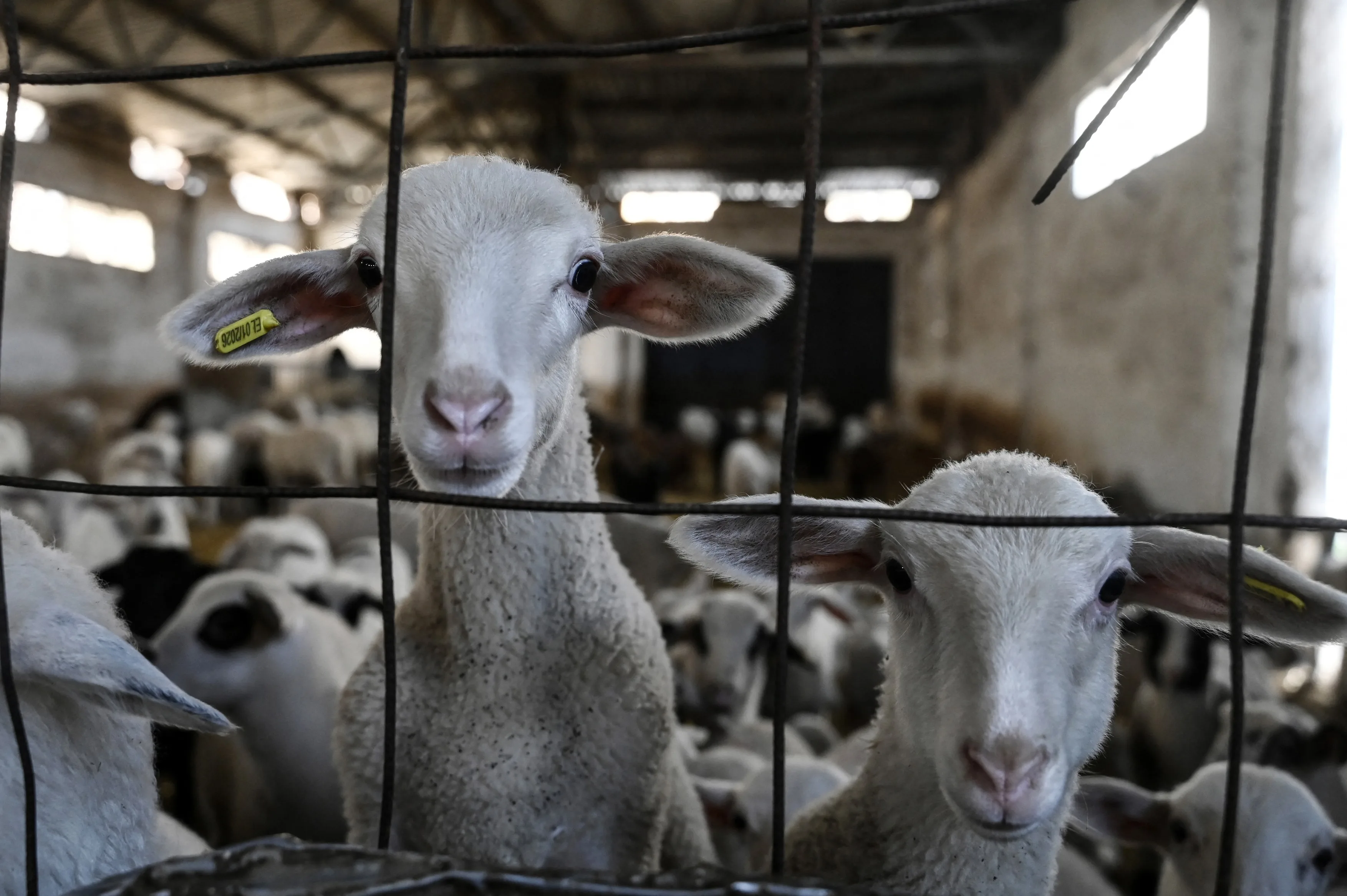 Comisia Europeană extinde interdicția exportului de ovine din România