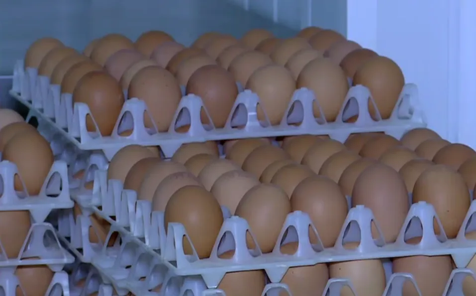 Ouă retrase de la vânzare din cauza contaminării cu Salmonella în România