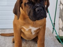 cane-corso-cu-pedigree-tip-a-vaccine-deparazitari-toate