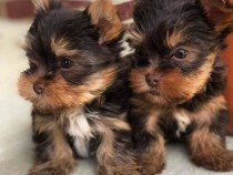 catelusi-yorkie