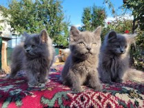 british-shorthair-si-longhair