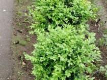 plante-decorative-buxusi-arbusti-verzi-tot-anul