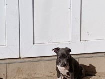catei-amstaff-blue