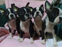 boston-terrier