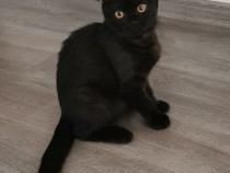 pisoi-scottish-fold-negri