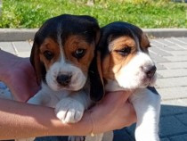 pui-beagle-tricolor-7-saptamani