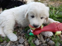 catelusi-golden-retriever