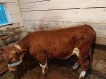 vitel-are-5-luni-are-200-kg