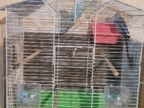 pereche-perusi-si-colivie-big-0