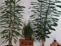 dracaena-planta-foarte-inalta