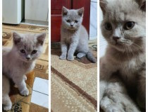 pisoi-pisici-british-shorthair-scotish-fold