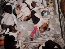 beagle-uti-isi-cauta-familii