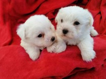 bichon-maltez