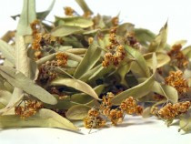 tei-frunze-si-flori-vrac-en-gros-si-en-detail