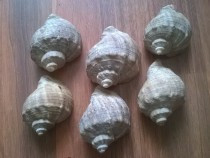 melci-pentru-decor
