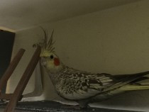 1-pereche-de-nimfe-mature