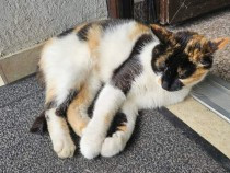 chiar-nu-doreste-nimeni-acest-sufletelpisicuta-plange-in-fiecare-zi-big-0