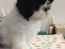 shih-tzu-de-calitate-cu-pedigree