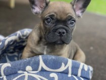 pui-bulldogbuldog-francez